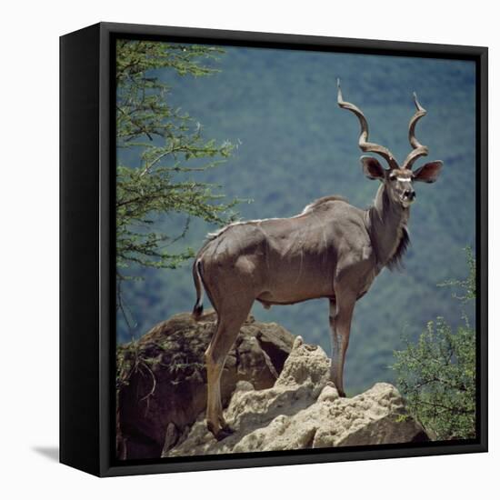 A Fine Greater Kudu Bull Standing on a Termite Mound in the Game Reserve Surrounding Lake Bogoria-Nigel Pavitt-Framed Premier Image Canvas