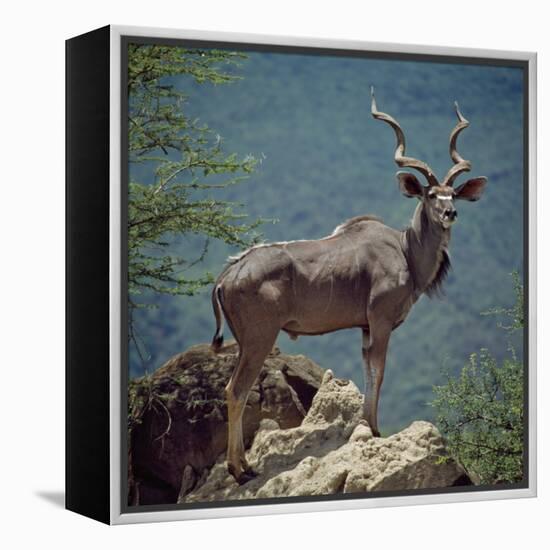 A Fine Greater Kudu Bull Standing on a Termite Mound in the Game Reserve Surrounding Lake Bogoria-Nigel Pavitt-Framed Premier Image Canvas