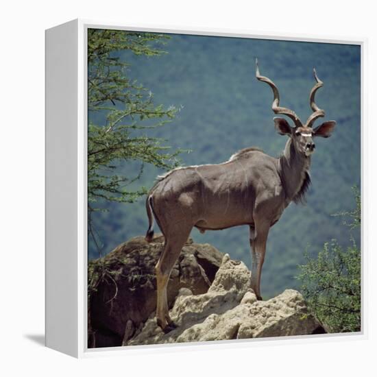 A Fine Greater Kudu Bull Standing on a Termite Mound in the Game Reserve Surrounding Lake Bogoria-Nigel Pavitt-Framed Premier Image Canvas