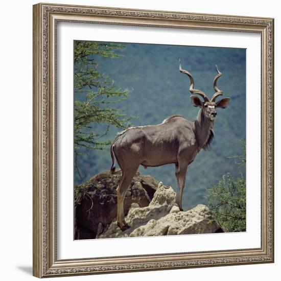 A Fine Greater Kudu Bull Standing on a Termite Mound in the Game Reserve Surrounding Lake Bogoria-Nigel Pavitt-Framed Photographic Print