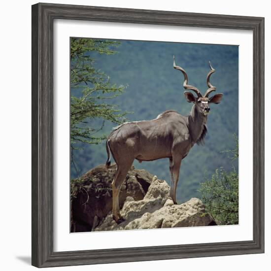 A Fine Greater Kudu Bull Standing on a Termite Mound in the Game Reserve Surrounding Lake Bogoria-Nigel Pavitt-Framed Photographic Print