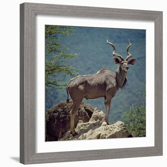 A Fine Greater Kudu Bull Standing on a Termite Mound in the Game Reserve Surrounding Lake Bogoria-Nigel Pavitt-Framed Photographic Print