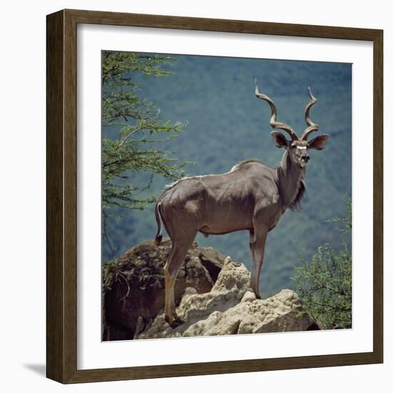A Fine Greater Kudu Bull Standing on a Termite Mound in the Game Reserve Surrounding Lake Bogoria-Nigel Pavitt-Framed Photographic Print