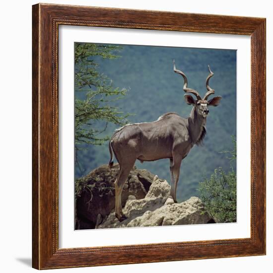 A Fine Greater Kudu Bull Standing on a Termite Mound in the Game Reserve Surrounding Lake Bogoria-Nigel Pavitt-Framed Photographic Print