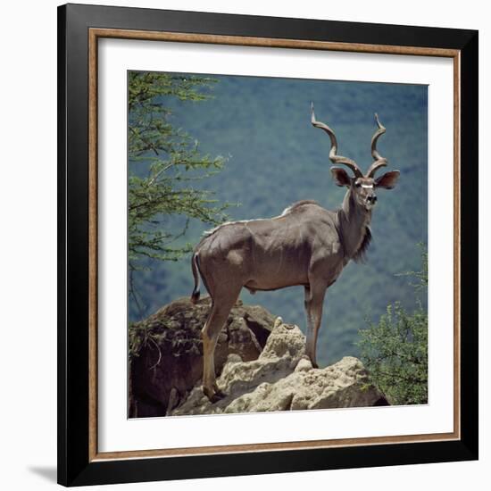 A Fine Greater Kudu Bull Standing on a Termite Mound in the Game Reserve Surrounding Lake Bogoria-Nigel Pavitt-Framed Photographic Print