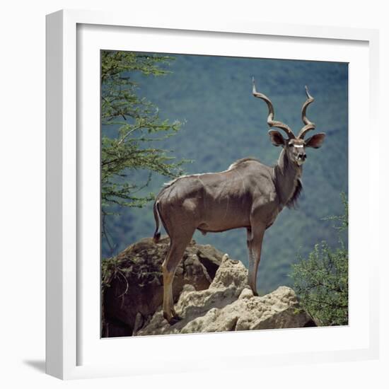 A Fine Greater Kudu Bull Standing on a Termite Mound in the Game Reserve Surrounding Lake Bogoria-Nigel Pavitt-Framed Photographic Print