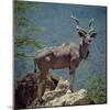 A Fine Greater Kudu Bull Standing on a Termite Mound in the Game Reserve Surrounding Lake Bogoria-Nigel Pavitt-Mounted Photographic Print