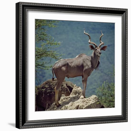 A Fine Greater Kudu Bull Standing on a Termite Mound in the Game Reserve Surrounding Lake Bogoria-Nigel Pavitt-Framed Photographic Print