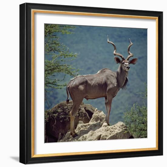 A Fine Greater Kudu Bull Standing on a Termite Mound in the Game Reserve Surrounding Lake Bogoria-Nigel Pavitt-Framed Photographic Print