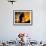 A Fire Fighter Retreats from a Forest Fire Near Fraldeu, Central Portugal-null-Framed Photographic Print displayed on a wall