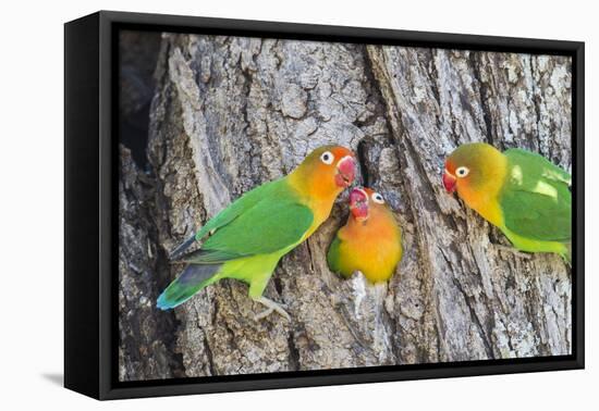 A Fischer's Lovebird Feeds its Mate in a Nest. Ngorongoro, Tanzania-James Heupel-Framed Premier Image Canvas