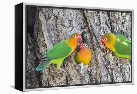 A Fischer's Lovebird Feeds its Mate in a Nest. Ngorongoro, Tanzania-James Heupel-Framed Premier Image Canvas