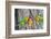 A Fischer's Lovebird Feeds its Mate in a Nest. Ngorongoro, Tanzania-James Heupel-Framed Photographic Print