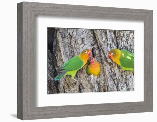 A Fischer's Lovebird Feeds its Mate in a Nest. Ngorongoro, Tanzania-James Heupel-Framed Photographic Print