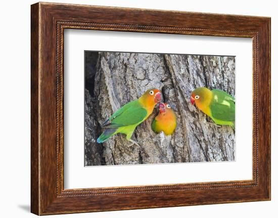 A Fischer's Lovebird Feeds its Mate in a Nest. Ngorongoro, Tanzania-James Heupel-Framed Photographic Print