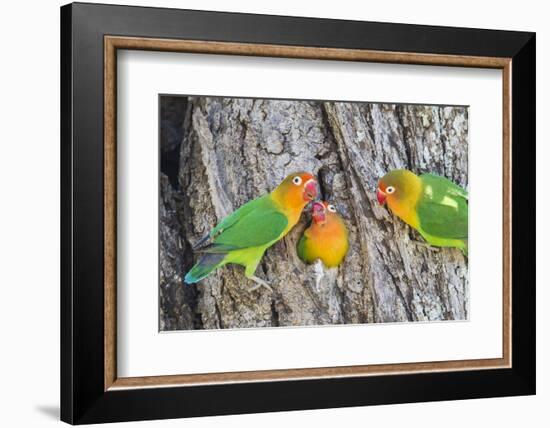 A Fischer's Lovebird Feeds its Mate in a Nest. Ngorongoro, Tanzania-James Heupel-Framed Photographic Print