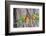 A Fischer's Lovebird Feeds its Mate in a Nest. Ngorongoro, Tanzania-James Heupel-Framed Photographic Print