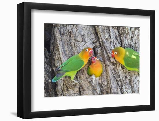 A Fischer's Lovebird Feeds its Mate in a Nest. Ngorongoro, Tanzania-James Heupel-Framed Photographic Print