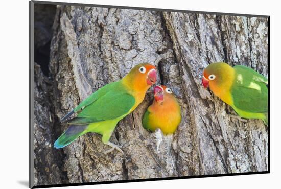 A Fischer's Lovebird Feeds its Mate in a Nest. Ngorongoro, Tanzania-James Heupel-Mounted Photographic Print