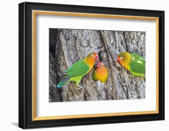 A Fischer's Lovebird Feeds its Mate in a Nest. Ngorongoro, Tanzania-James Heupel-Framed Photographic Print