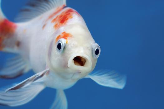 A Fish with Wide Open Mouth and Big Eyes in Fishtank, Surprised, Shocked  or Amazed Face Front View' Photographic Print - Noheaphotos 