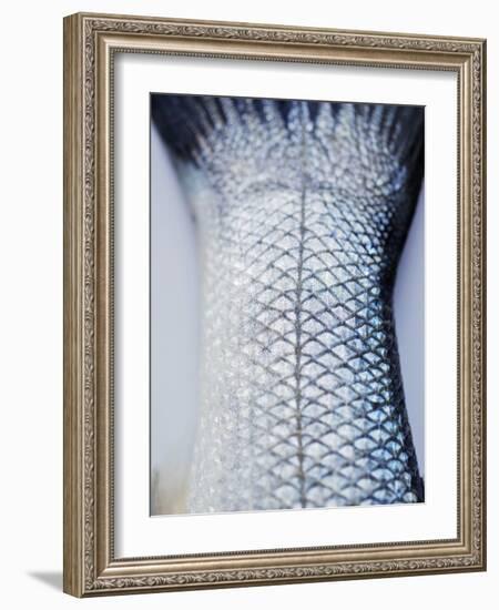 A Fishtail-Herbert Lehmann-Framed Photographic Print