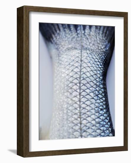 A Fishtail-Herbert Lehmann-Framed Photographic Print