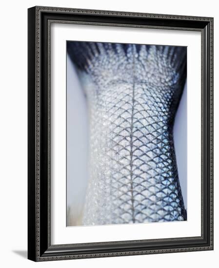 A Fishtail-Herbert Lehmann-Framed Photographic Print