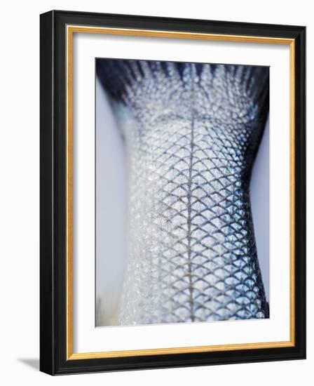 A Fishtail-Herbert Lehmann-Framed Photographic Print