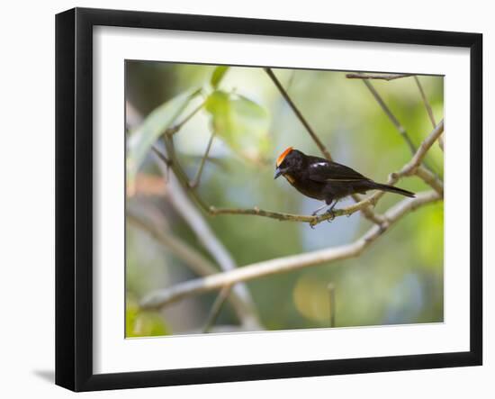 A Flame-Crested Tanager, Tachyphonus Cristatus, Sits on a Branch in the Atlantic Rainforest-Alex Saberi-Framed Photographic Print