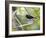 A Flame-Crested Tanager, Tachyphonus Cristatus, Sits on a Branch in the Atlantic Rainforest-Alex Saberi-Framed Photographic Print