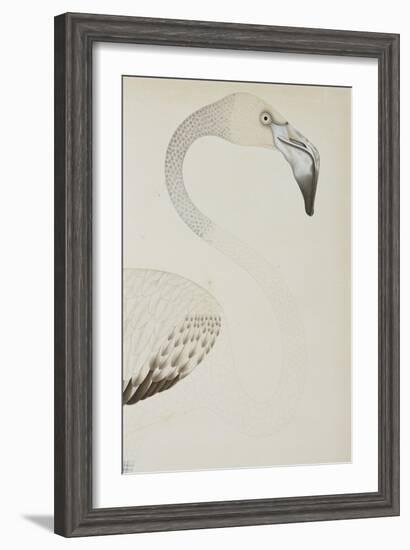 A Flamingo, Detail, C.1780-null-Framed Giclee Print