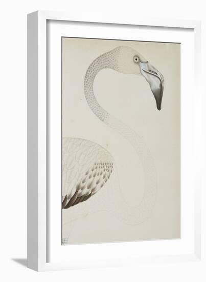 A Flamingo, Detail, C.1780-null-Framed Giclee Print