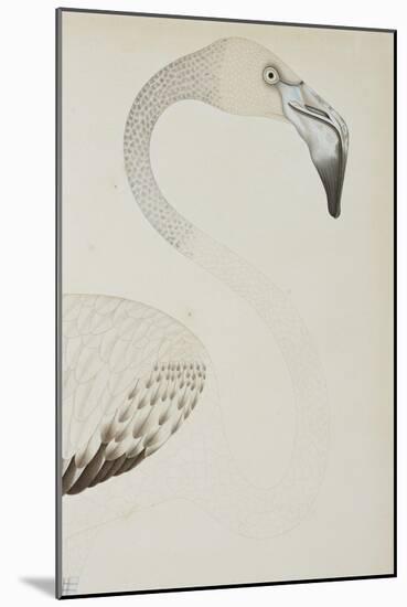 A Flamingo, Detail, C.1780-null-Mounted Giclee Print