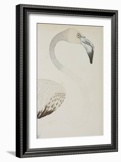 A Flamingo, Detail, C.1780-null-Framed Giclee Print