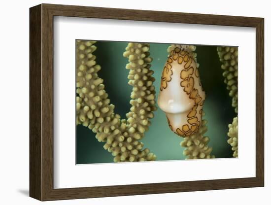 A Flamingo Tongue Snail Climbs across Soft Coral in Underwater Macro Photo, Bahamas-James White-Framed Photographic Print