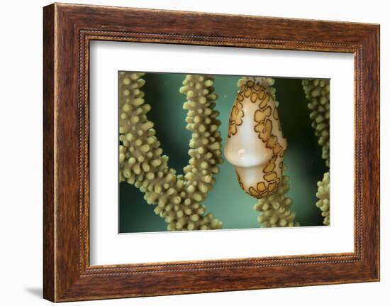 A Flamingo Tongue Snail Climbs across Soft Coral in Underwater Macro Photo, Bahamas-James White-Framed Photographic Print