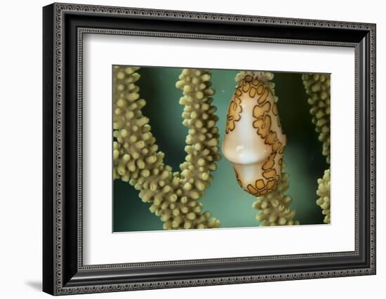 A Flamingo Tongue Snail Climbs across Soft Coral in Underwater Macro Photo, Bahamas-James White-Framed Photographic Print