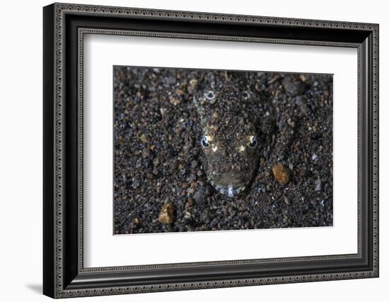 A Flathead Fish Camouflages Itself in the Sandy Seafloor-Stocktrek Images-Framed Photographic Print