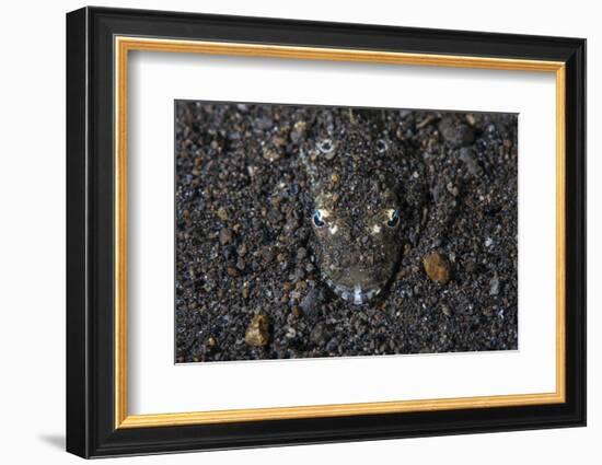 A Flathead Fish Camouflages Itself in the Sandy Seafloor-Stocktrek Images-Framed Photographic Print