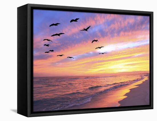 A Flock of Brown Pelicans Fly over the Beach as the Sun Sets-Steve Bower-Framed Premier Image Canvas