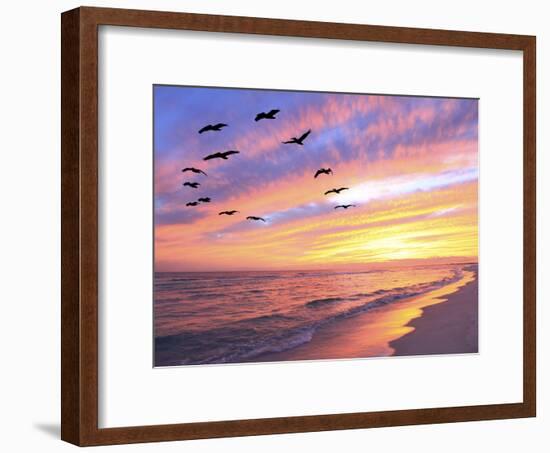 A Flock of Brown Pelicans Fly over the Beach as the Sun Sets-Steve Bower-Framed Photographic Print