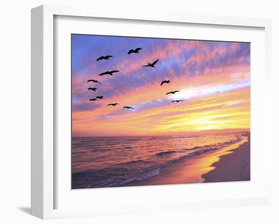 A Flock of Brown Pelicans Fly over the Beach as the Sun Sets-Steve Bower-Framed Photographic Print