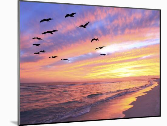 A Flock of Brown Pelicans Fly over the Beach as the Sun Sets-Steve Bower-Mounted Photographic Print