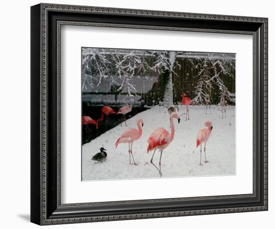 A Flock of Caribbean Flamingos Stand Together-null-Framed Photographic Print