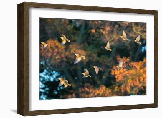 A Flock of Common Starlings, Sturnus Vulgaris, in Sunset Flight with Autumn Colored Trees-Alex Saberi-Framed Photographic Print