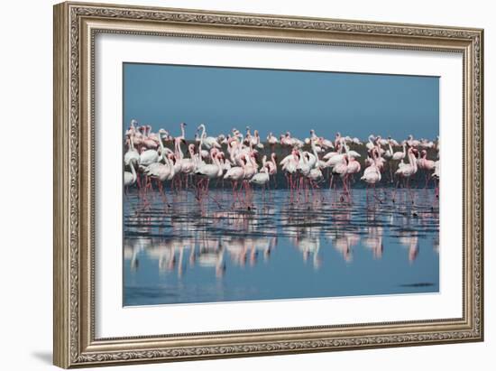 A Flock of Greater Flamingos Near Walvis Bay, Namibia-Alex Saberi-Framed Photographic Print