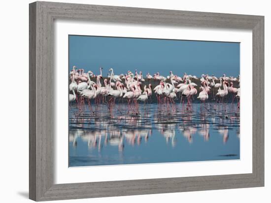 A Flock of Greater Flamingos Near Walvis Bay, Namibia-Alex Saberi-Framed Photographic Print