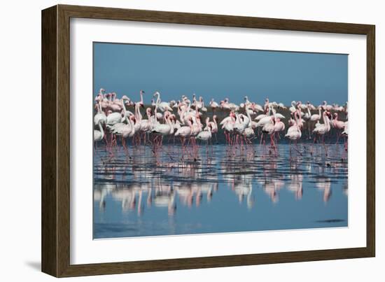 A Flock of Greater Flamingos Near Walvis Bay, Namibia-Alex Saberi-Framed Photographic Print