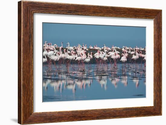 A Flock of Greater Flamingos Near Walvis Bay, Namibia-Alex Saberi-Framed Photographic Print